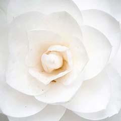Aceite de Camelia