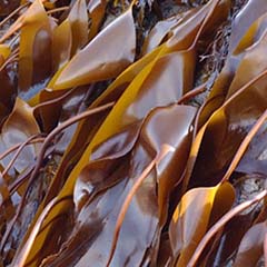 Alga Laminaria Digitata