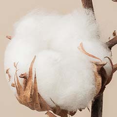 Células madre de Arabian Cotton
