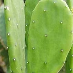 Extracto de cactus Opuntia