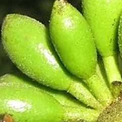 Extracto de Enantia Chlorantha